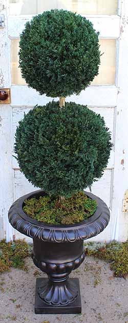 how to care for a live preserve topiary double ball